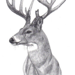 Buck Drawing Photo