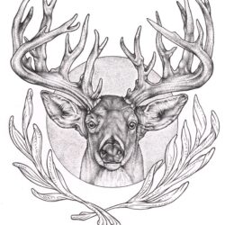 Buck Drawing Realistic Sketch