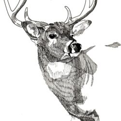 Buck Drawing Stunning Sketch