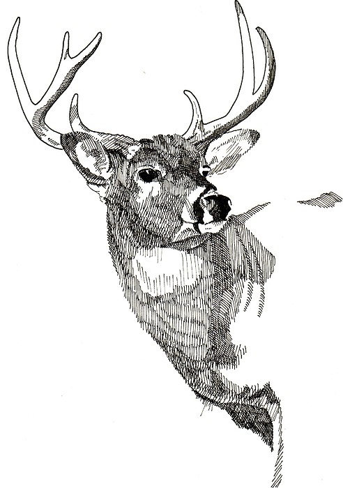 Buck Drawing Stunning Sketch