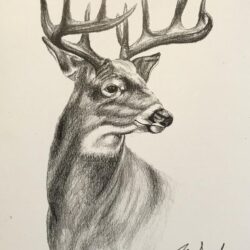 Buck Drawing Unique Art