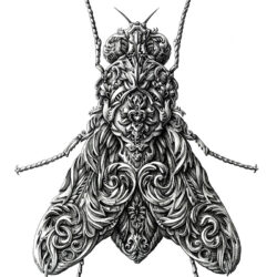 Bug Drawing Detailed Sketch