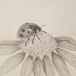 Bug Drawing Fine Art