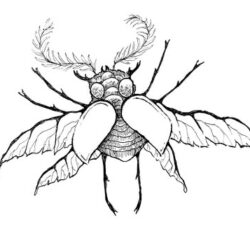 Bug Drawing Hand drawn Sketch