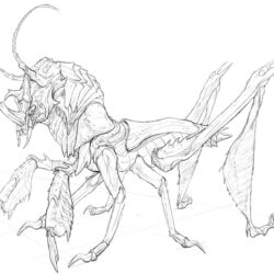 Bug Drawing Modern Sketch