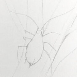 Bug Drawing Picture