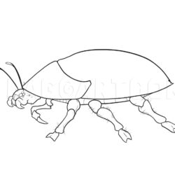 Bug Drawing Professional Artwork