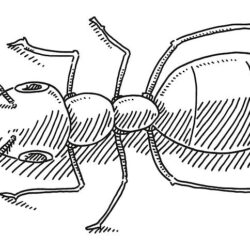 Bug Drawing Realistic Sketch