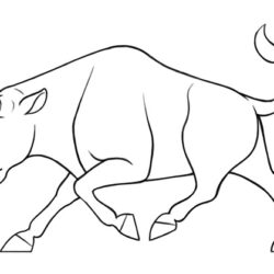 Bull Drawing Amazing Sketch