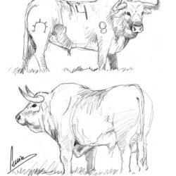 Bull Drawing Photo