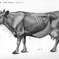 Bull Drawing Realistic Sketch