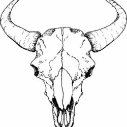 Bull Skull Drawing