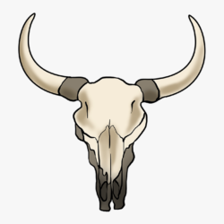 Bull Skull Drawing Artistic Sketching