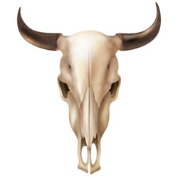 Bull Skull Drawing Modern Sketch