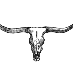 Bull Skull Drawing Realistic Sketch