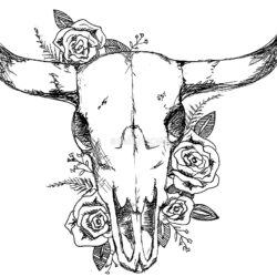 Bull Skull Drawing Sketch