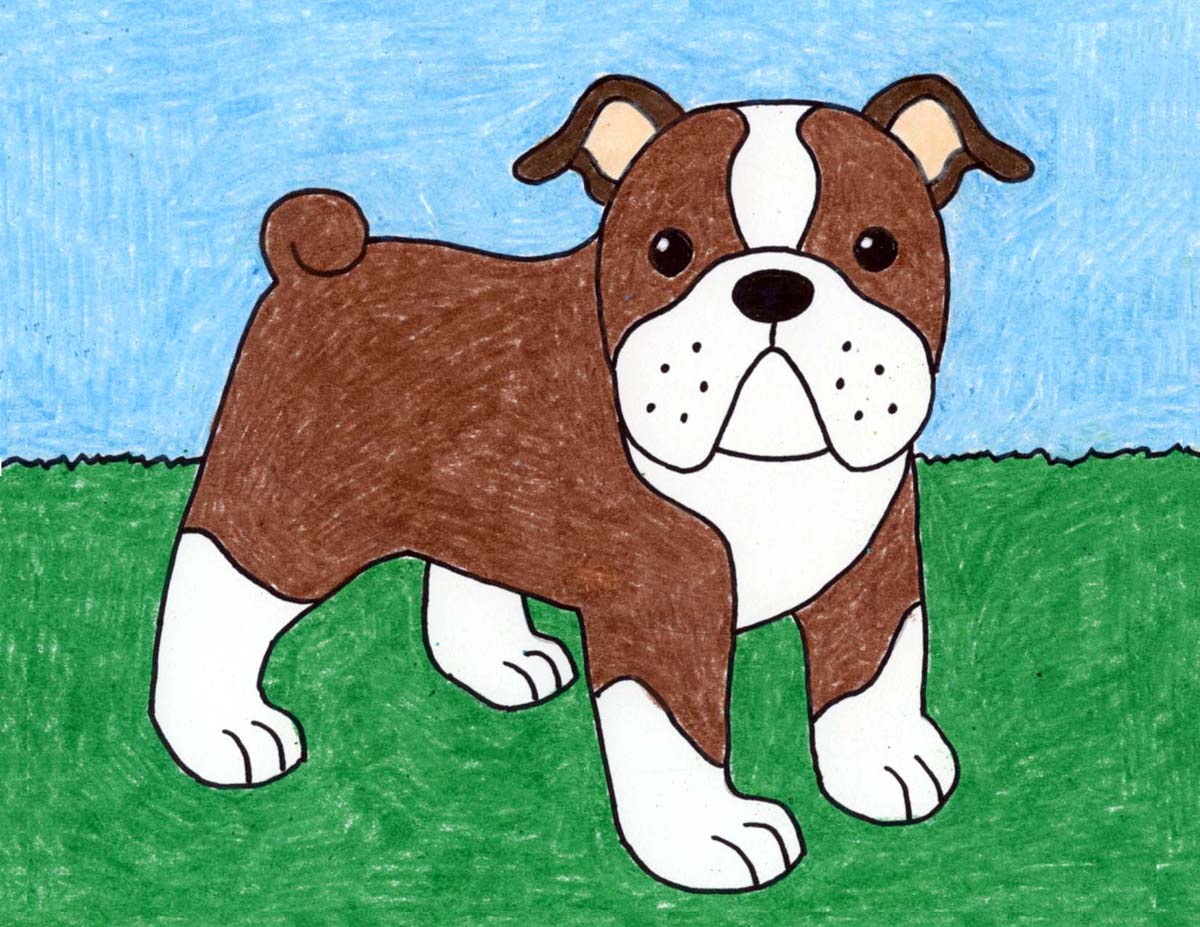 Bulldog Drawing Artistic Sketching