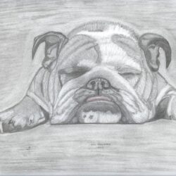 Bulldog Drawing Detailed Sketch