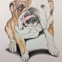 Bulldog Drawing Hand Drawn Sketch