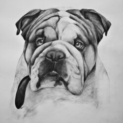 Bulldog Drawing Modern Sketch