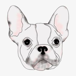 Bulldog Drawing Realistic Sketch