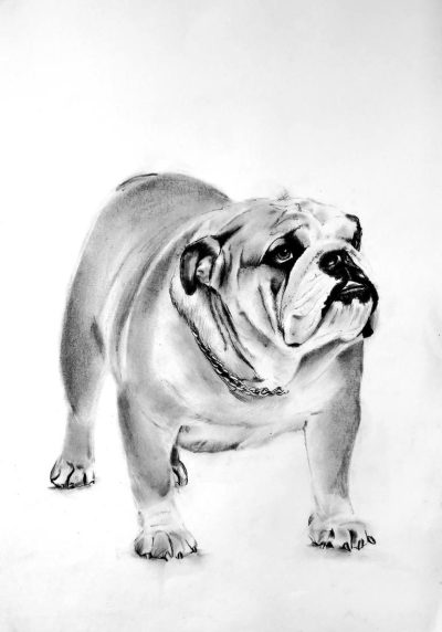 Bulldog, Tenacious, Affectionate, Strong, Loyal Drawing