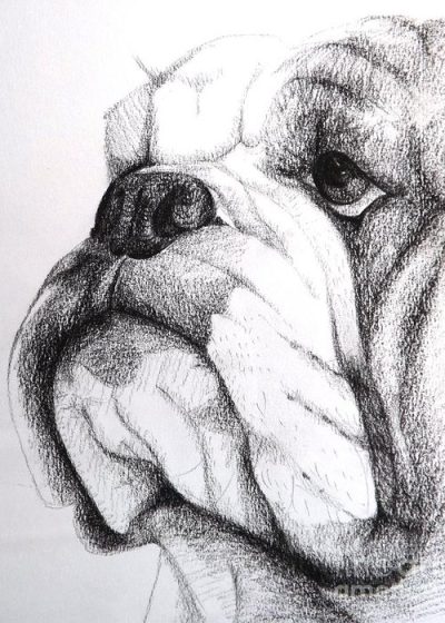 Bulldog, Stubborn, Playful, Affectionate, Loyal Drawing