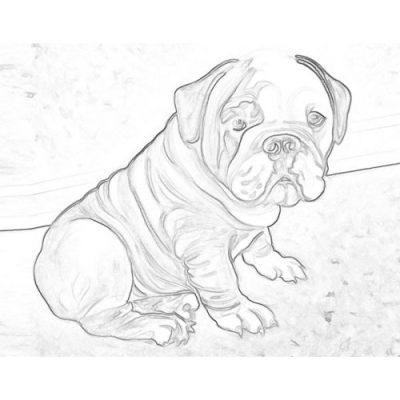 Bulldog, Protective, Loyal, Strong, Playful Drawing