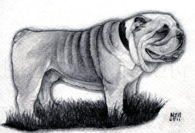 Bulldog, Playful, Loyal, Stubborn, Affectionate Drawing