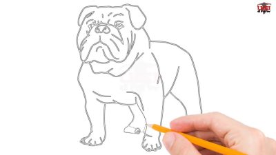 Bulldog, Playful, Loyal, Stubborn, Affectionate Drawing