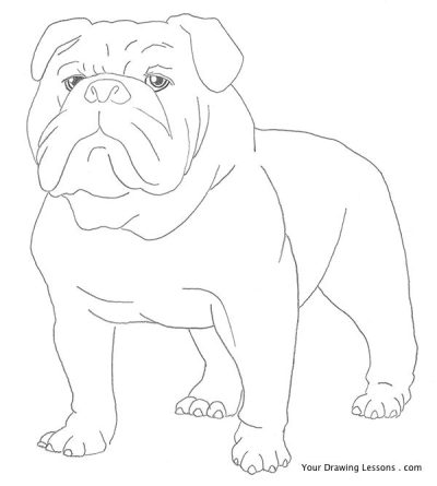 Bulldog, Playful, Sturdy, Affectionate, Loyal Drawing