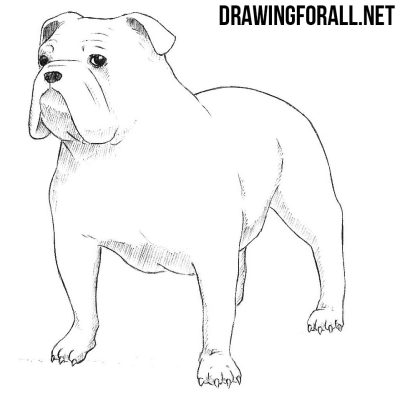 Bulldog, Loyal, Playful, Sturdy, Affectionate Drawing