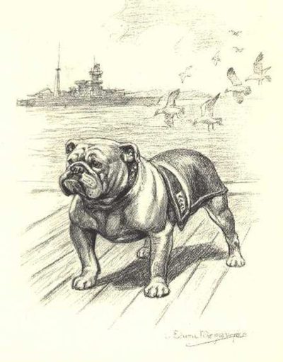 Bulldog, Loyal, Affectionate, Tenacious, Strong Drawing