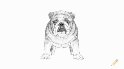 Bulldog, Sturdy, Playful, Affectionate, Loyal Drawing