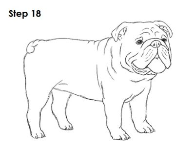 Bulldog, Protective, Loyal, Strong, Playful Drawing