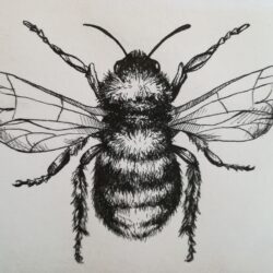 Bumblebee Drawing