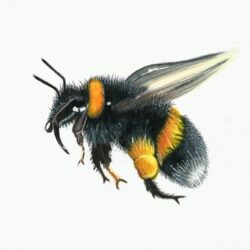 Bumblebee Drawing Art