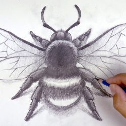 Bumblebee Insect Drawing Art