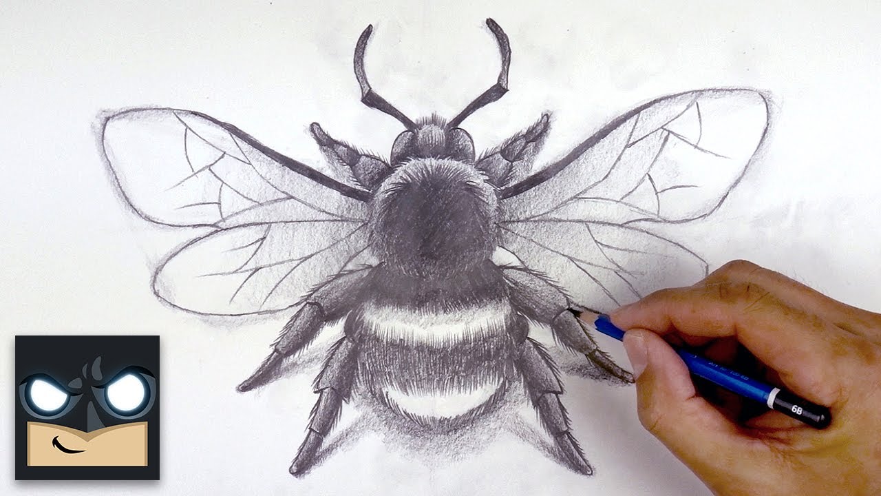 Bumblebee Insect Drawing Art