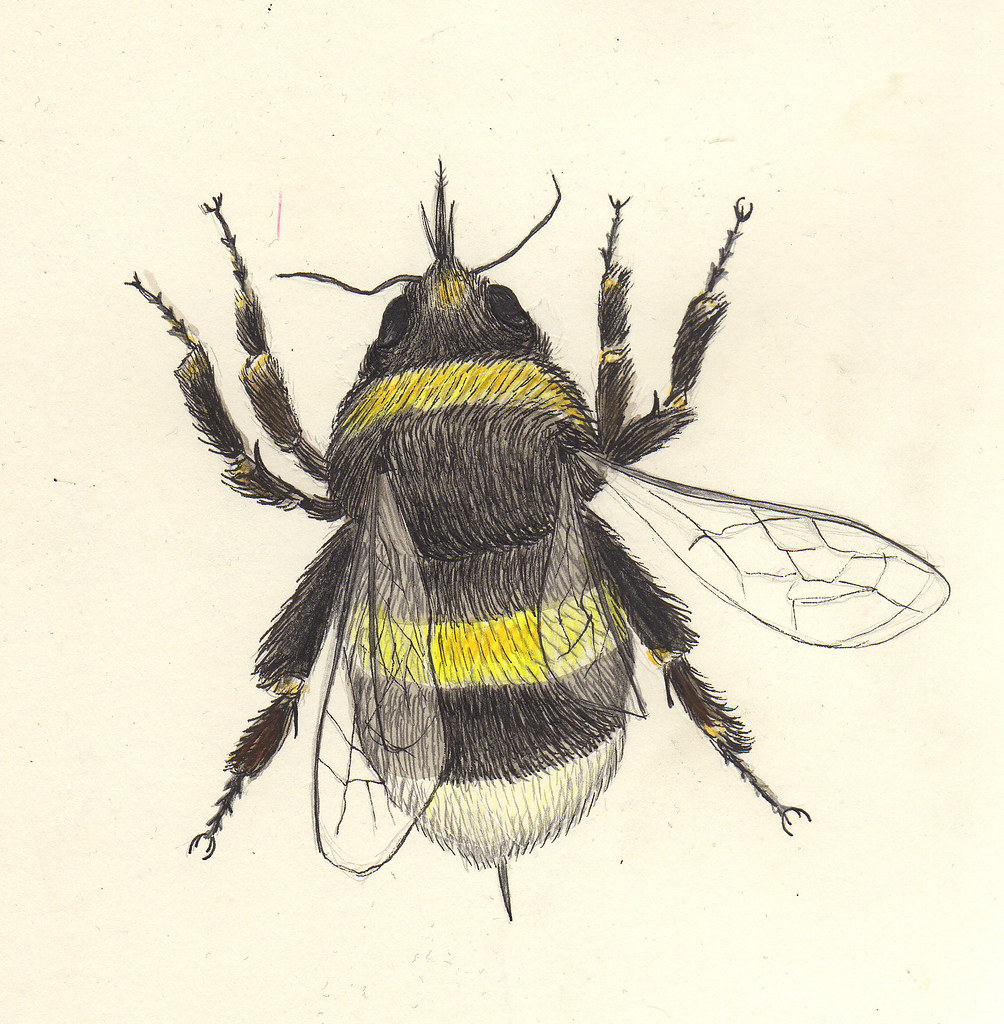 Bumblebee Insect Drawing Artistic Sketching