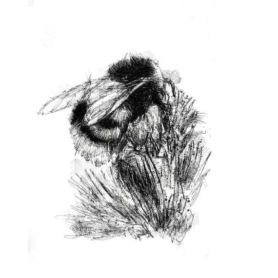 Bumblebee Insect Drawing Hand drawn Sketch