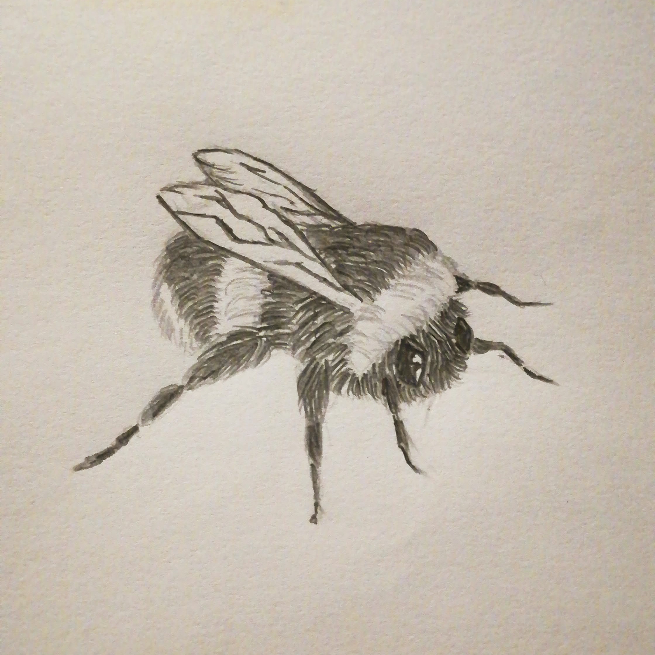 Bumblebee Insect Drawing Intricate Artwork