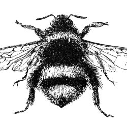 Bumblebee Insect Drawing Modern Sketch