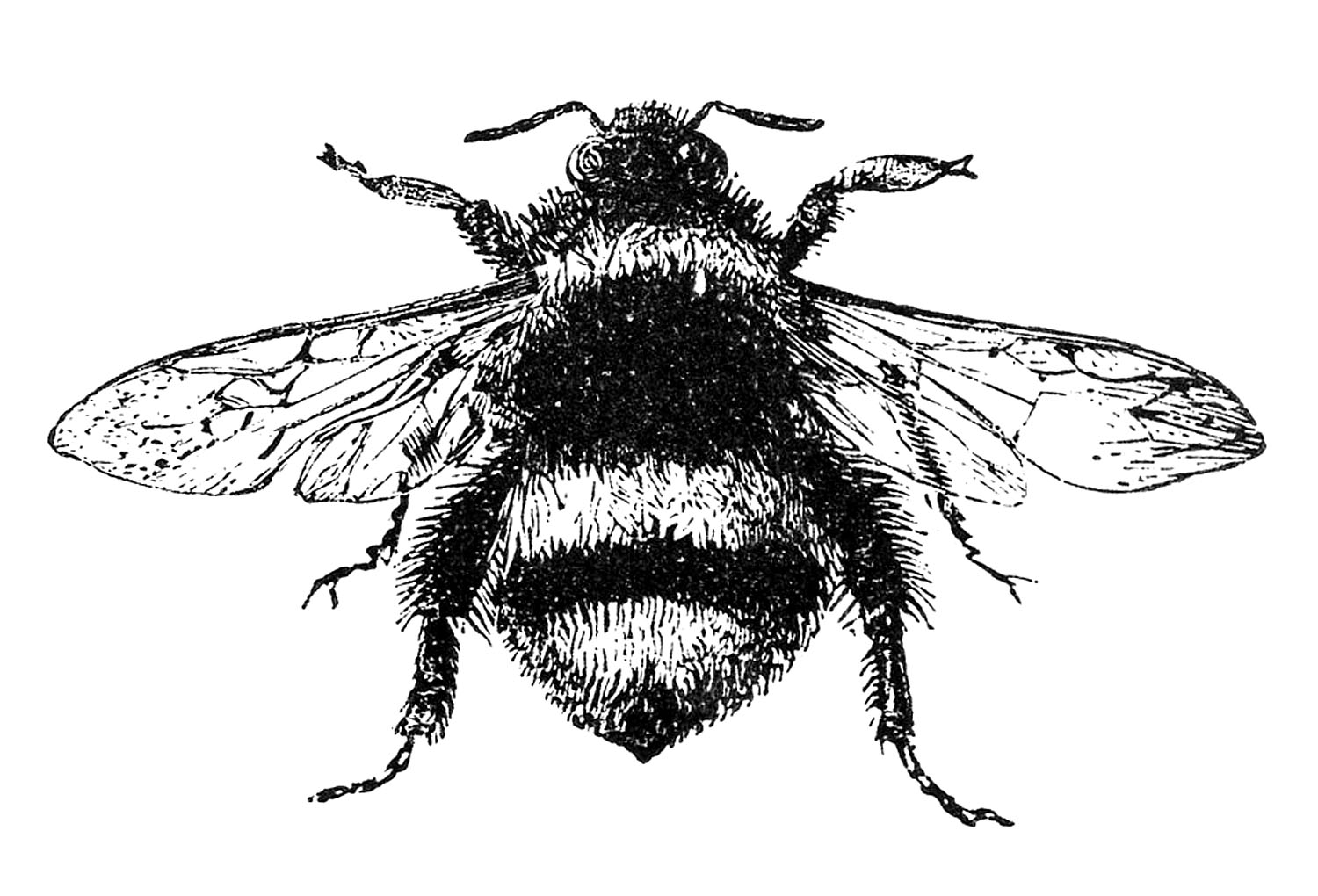 Bumblebee Insect Drawing Modern Sketch