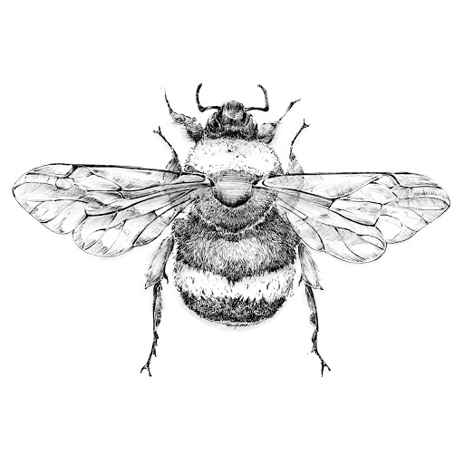 Bumblebee Insect Drawing Realistic Sketch