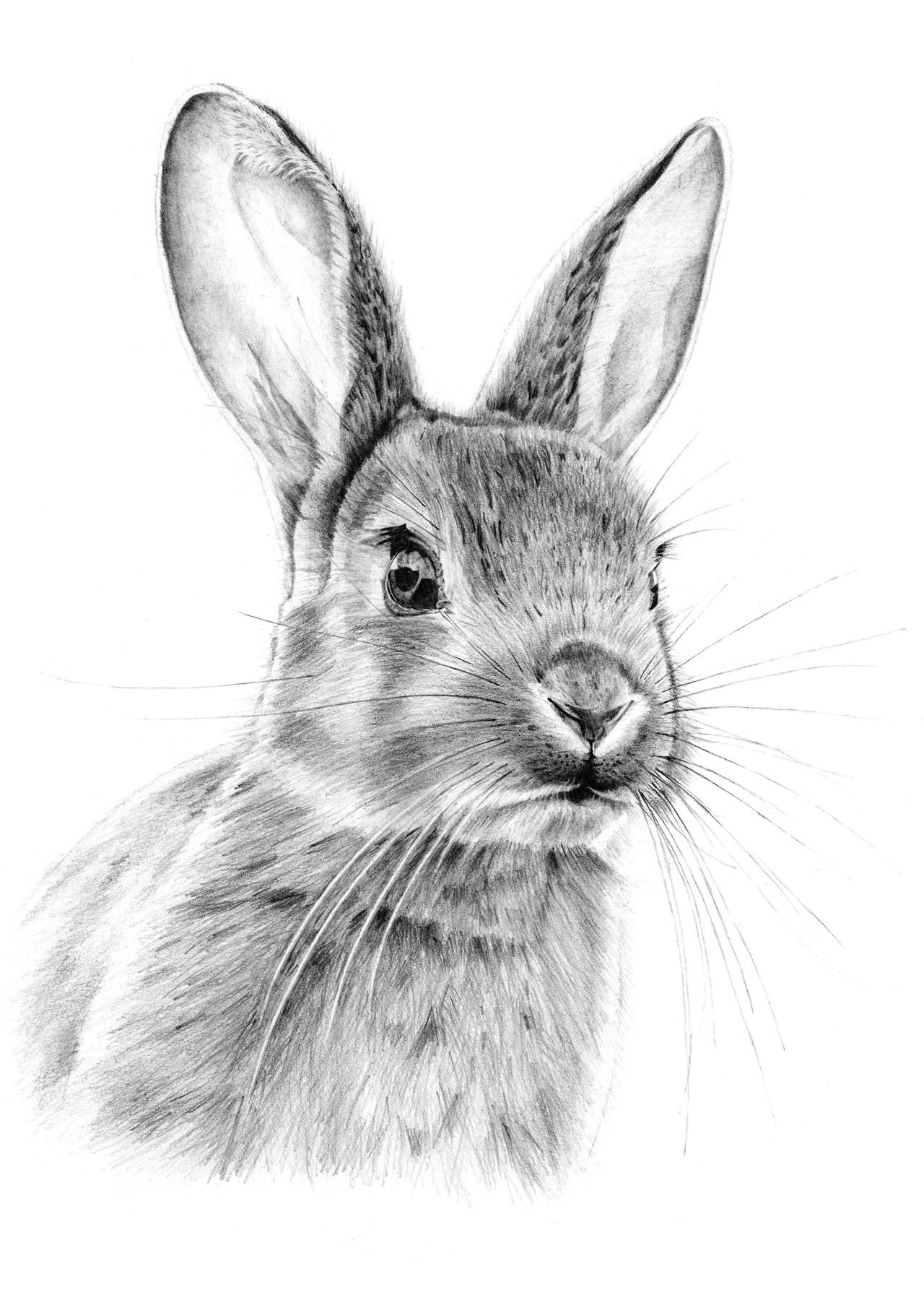 Bunnies Drawing Picture