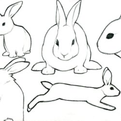 Bunnies Drawing Professional Artwork