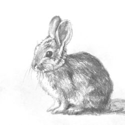 Bunnies Drawing Stunning Sketch