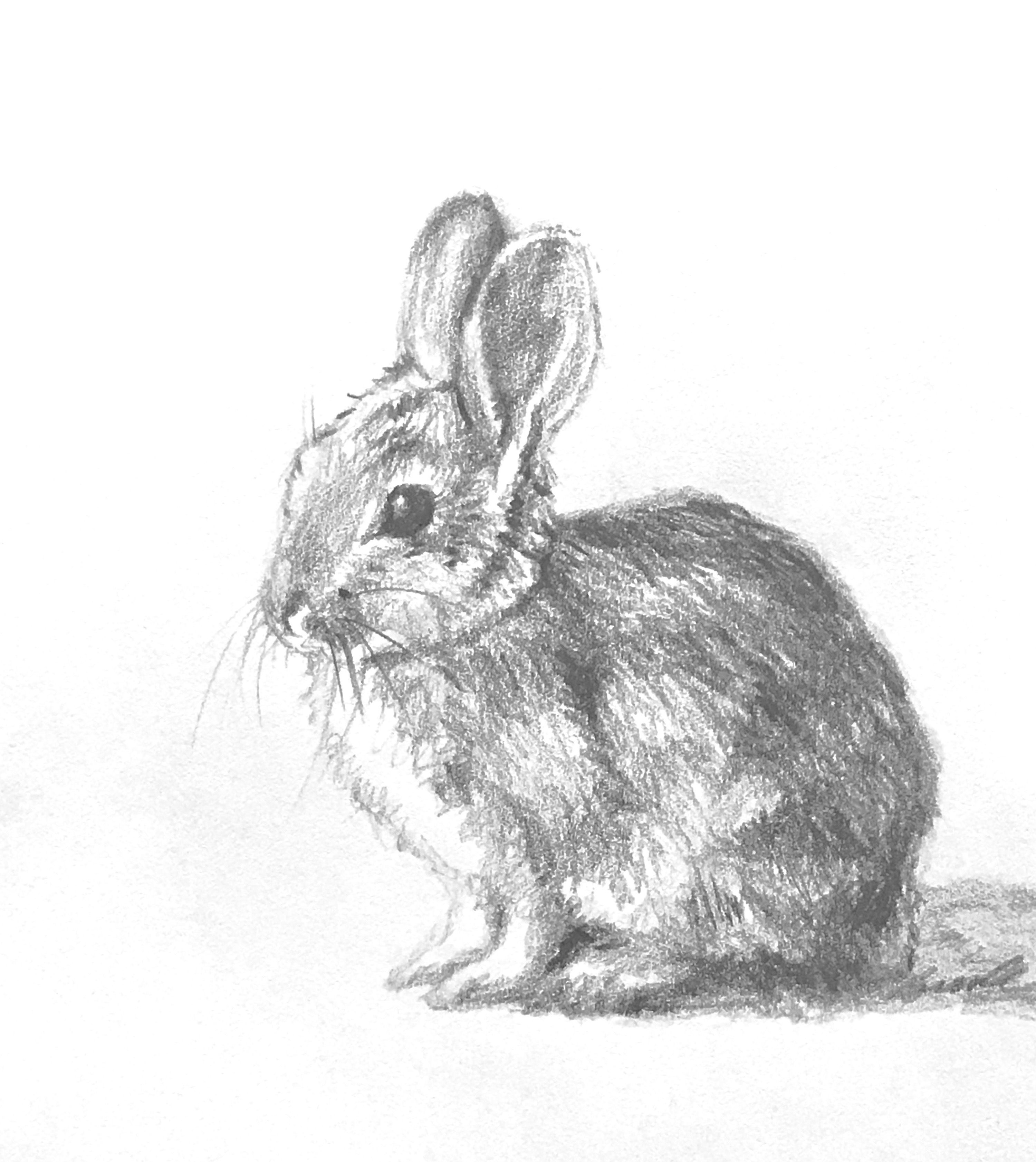 Bunnies Drawing Stunning Sketch