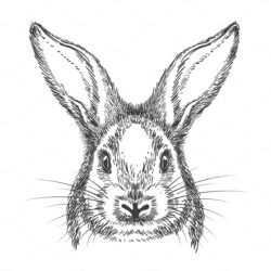 Bunny Face Drawing Fine Art